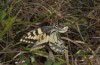 Papilio machaon: Eiablage an Pimpinella saxifraga (Ostalb, August 2013) [N]