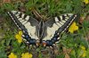 Papilio machaon: Falter