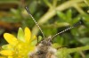 Parnassius phoebus: Weibchen (Schweiz, Wallis, Täschalpe, 2300m, Mitte Juni 2022) [N]