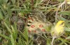 Parnassius phoebus: Weibchen bei der Eiablage (Schweiz, Wallis, Täschalpe, 2300m, Mitte Juni 2022) [N]