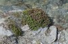 Parnassius phoebus: Larvalhabitat (Schweiz, Wallis, Täschalpe, 2300m, Ende Mai 2023) [N]