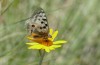 Parnassius phoebus: Weibchen (Schweiz, Wallis, Täschalpe, 2300m, Mitte Juni 2022) [N]