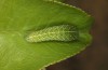 Iphiclides podalirius: Larva L4 (e.o. Valais, CH-Stalden, egg found in late May 2023) [S]