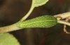 Iphiclides podalirius: Larva L4 (e.o. Valais, CH-Stalden, egg found in late May 2023) [S]