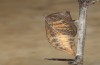 Iphiclides podalirius: Puppe kurz vor dem Schlupf (e.l. Korsika, Raupe Anfang Oktober 2024) [S]