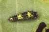 Iphiclides podalirius: Larva L1 (e.o. Valais, CH-Stalden, egg found in late May 2023) [S]