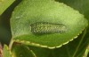 Iphiclides podalirius: Larva L2 (e.o. Valais, CH-Stalden, egg found in late May 2023) [S]