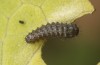 Zerynthia polyxena: L1 larva (N-Greece, Kastoria, eggs found in mid-April 2022) [S]