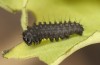 Zerynthia polyxena: L2 larva (N-Greece, Kastoria, eggs found in mid-April 2022) [S]