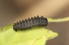 Zerynthia polyxena: L2 larva (N-Greece, Kastoria, eggs found in mid-April 2022) [S]