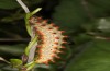 Zerynthia polyxena: Larva on Aristolochia sempervirens (Greece, Peloponnese, W Gythio, mid-May 2025) [N]