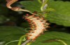 Zerynthia polyxena: Larva on Aristolochia sempervirens (Greece, Peloponnese, W Gythio, mid-May 2025) [N]