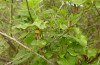 Zerynthia polyxena: Larval habitat with Aristolochia sempervirens (Greece, Peloponnese, W Gythio, mid-May 2025) [N]