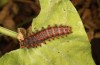 Zerynthia polyxena: Larva (Greece, Mount Pangeon, mid-June 2024) [N]
