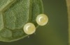 Zerynthia polyxena: Eggs (N-Greece, Kastoria, mid-April 2022) [N]