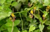 Zerynthia polyxena: Larval habitat with Aristolochia sempervirens (Greece, Peloponnese, W Gythio, mid-May 2025) [N]