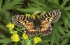 Zerynthia polyxena: Female (e.l. Greece, Peloponnese, W Gythio, early May 2022) [S]