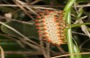 Zerynthia polyxena: Larva on Aristolochia sempervirens (Greece, Peloponnese, W Gythio, mid-May 2025) [N]