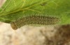 Colias aurorina: Young larva (e.l. Vradeto 2013) [S]