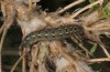 Colias aurorina: Larva in penultimate instar (Tymfi, May 2014) [N]