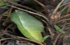 Colias aurorina: Pupa (e.l. Tymfi mountains near Vradeto, May 2014) [S]