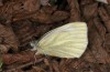 Pieris balcana: Female (N-Greece, Pontokomi near Kozani, early April 2022) [N]