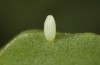 Pieris balcana: Egg on the lower leaf side of Calepina irregularis (N-Greece, Pontokomi near Kozani, early April 2022) [S]