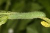 Pieris balcana: Larva L5 (e.o. rearing, N-Greece, Pontokomi near Kozani, oviposition in early May 2023) [S]