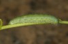 Pieris balcana: Larva L5 (e.o. rearing, N-Greece, Pontokomi near Kozani, oviposition in early May 2023) [S]
