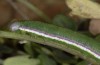 Euchloe belemia: Raupe ssp. hesperidum (e.o. Fuerteventura, Ei im Februar 2007) [S]