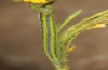 Euchloe belemia: Raupe ssp. grancanariensis (e.l. Gran Canaria, Mitte Dezember 2016) [S]