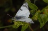 Euchloe belemia: Falter ssp. hesperidum (Fuerteventura, Februar 2011) [N]