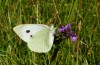 Pieris brassicae: Female (S-Germany, Kempter Wald, 09. July 2022) [N]