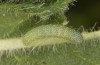 Pieris bryoniae: L3 larva (CH-Valais, Täschalpe, 2200m, eggs found on 16. June 2022) [S]