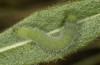 Pieris bryoniae: L5 larva, last instar (CH-Valais, Täschalpe, 2200m, eggs found on 16. June 2022) [S]