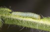 Pieris bryoniae: L2 larva (CH-Valais, Täschalpe, 2200m, eggs found on 16. June 2022) [S]