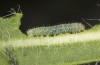 Pieris bryoniae: L2 larva (CH-Valais, Täschalpe, 2200m, eggs found on 16. June 2022) [S]