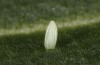 Pieris bryoniae: Fresh egg (CH-Valais, Täschalpe, 2200m, 16. June 2022) [M]