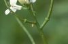 Anthocharis cardamines: Ovum on Cardamine pratensis [N]