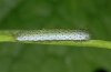 Anthocharis cardamines: Young larva [N]