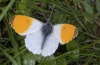 Anthocharis cardamines: Male (Germany, eastern Swabian Alb) [N]