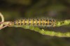 Pontia chloridice: Larva (e.l. rearing, Cyprus, Troodos mountains, 700m, early November 2016) [S]