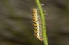 Pontia chloridice: Larva (e.l. rearing, Cyprus, Troodos mountains, 700m, early November 2016) [S]