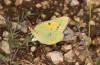 Colias chrysotheme: Eiablage (Ungarn, Veszprém, Ende Juli 2020) [N]