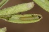 Colias chrysotheme: Larva in the first instar (e.o. rearing, Hungary, Veszprém, egg in late July 2020) [S]