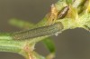 Colias chrysotheme: Larva in the second instar (e.o. rearing, Hungary, Veszprém, egg in late July 2020) [S]