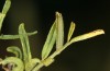 Colias chrysotheme: L2-Raupe (e.o. Ungarn, Veszprém, Ei Ende Juli 2020) [S]