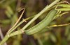 Colias chrysotheme: Larva in the field in the penultimate instar (Hungary, Veszprém, late July 2020) [M]