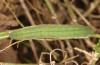 Colias chrysotheme: Larva in the last instar (e.o. rearing, Hungary, Veszprém, egg in late July 2020) [S]