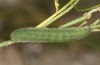 Colias chrysotheme: Larva in the last instar (e.o. rearing, Hungary, Veszprém, egg in late July 2020) [S]